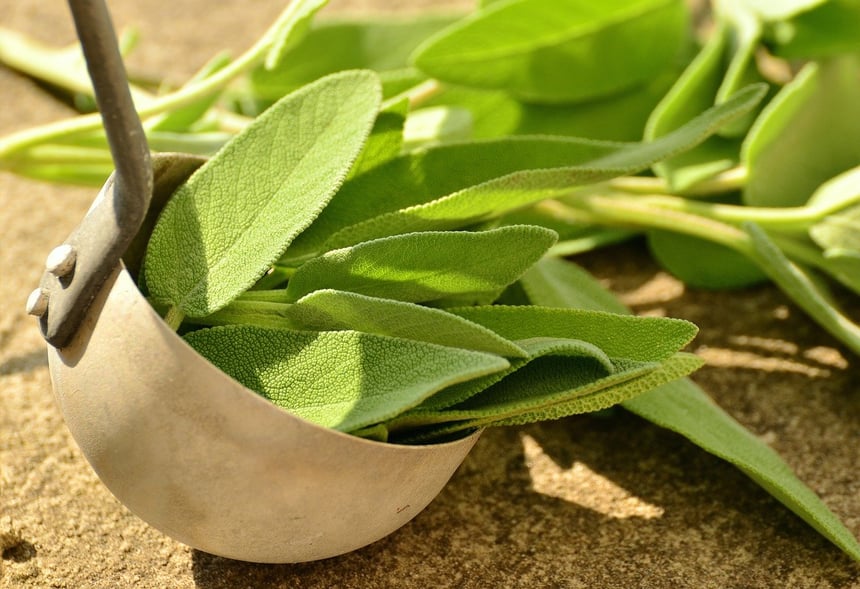 The Health Benefits of Fresh Sage Assuaged